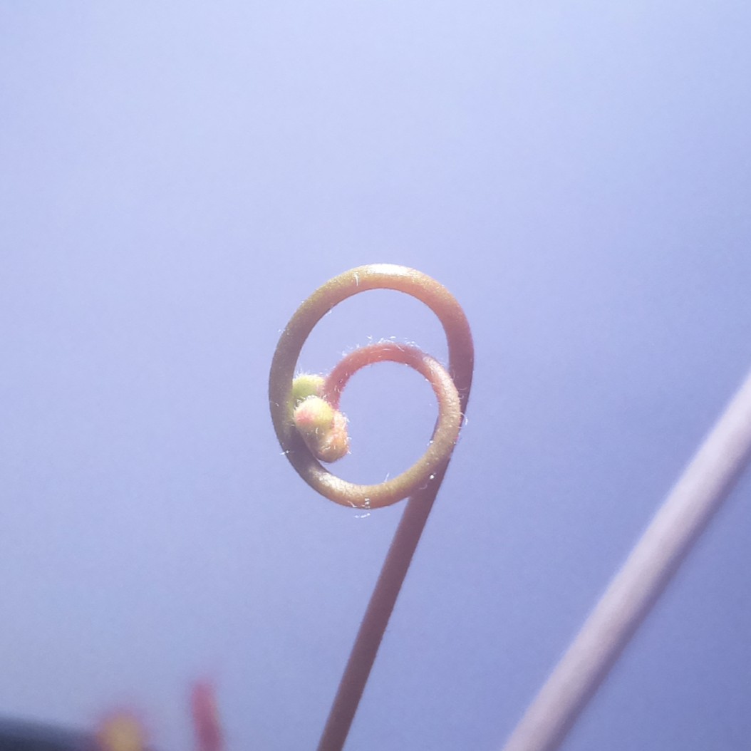 Growing flower